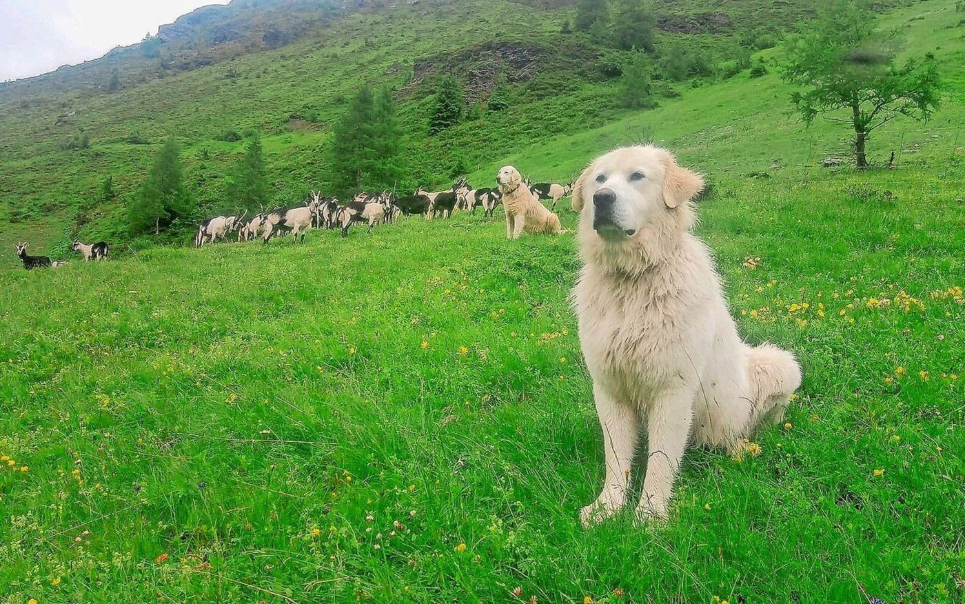 Herdenschutzhunde zu halten, muss gut überlegt sein. Die Gewöhnungsphase braucht Zeit. 