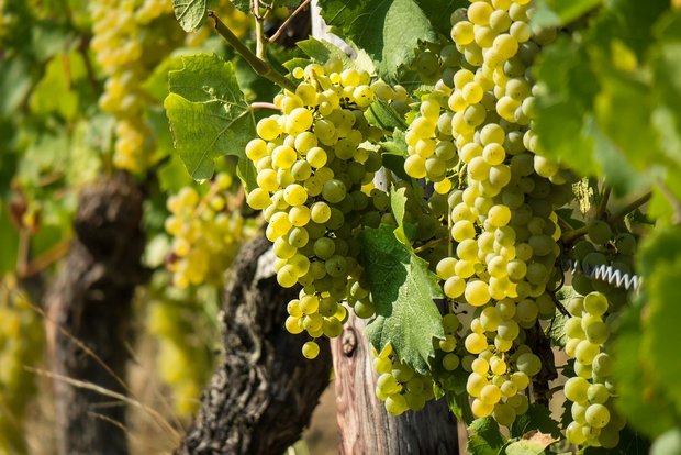 Am meisten Wein wird im Kanton Wallis angebaut. (Bild Pixabay)