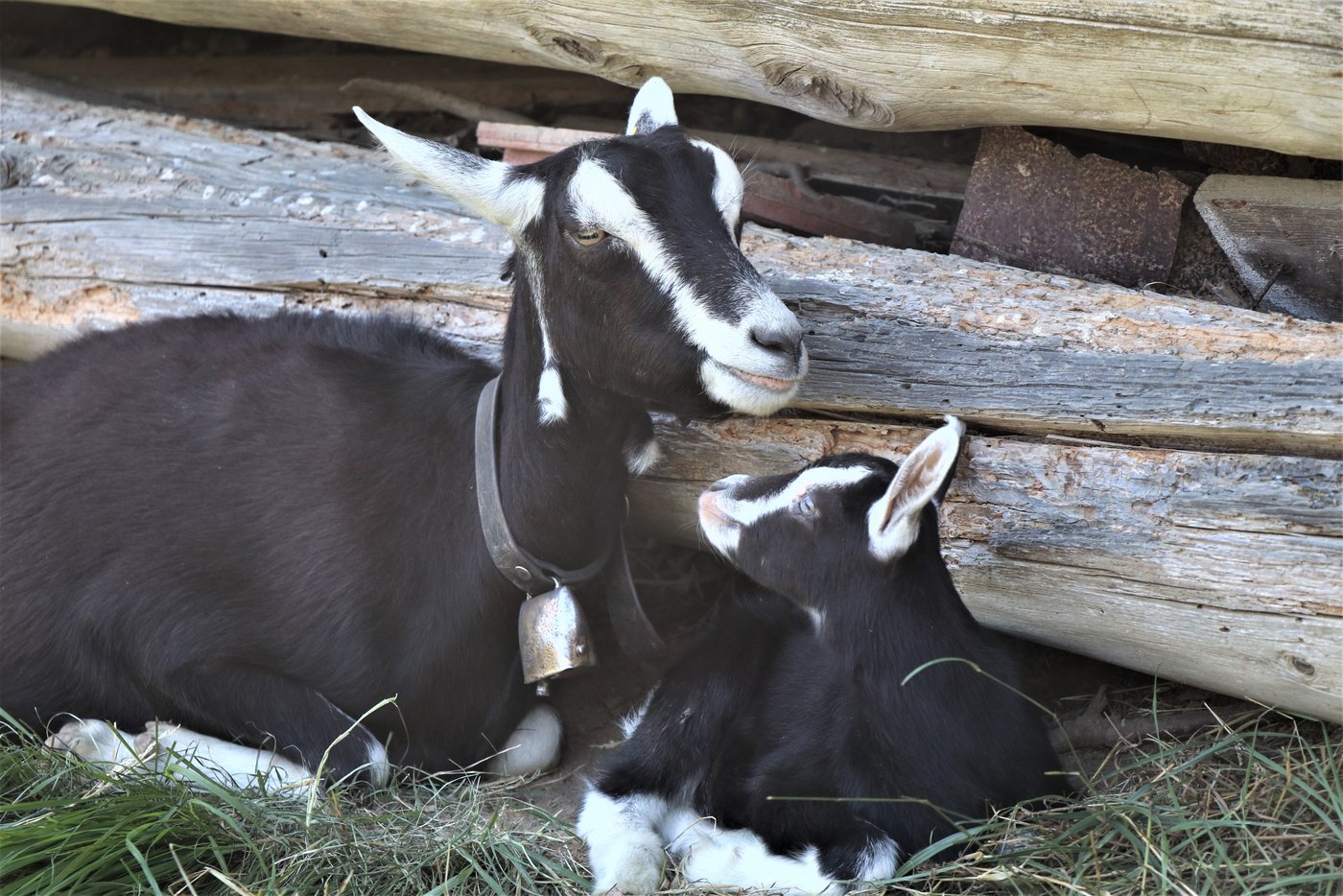 Das Gitzi hat sich bestens in die Milchziegen-Gruppe eingefügt. (Bild lid/Ann Schärer)
