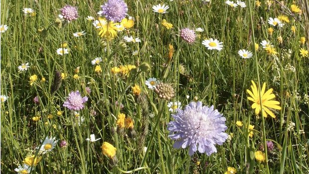 Eine blütenreiche Fromentalwiese wie diese bietet Unterschlupf und Nahrung für Insekten. (Bild zVg)