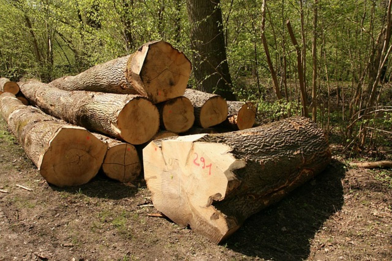 Eichenholz ist beliebt. (Bild Pixabay)