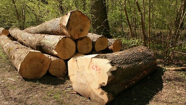 Eichenholz ist beliebt. (Bild Pixabay)