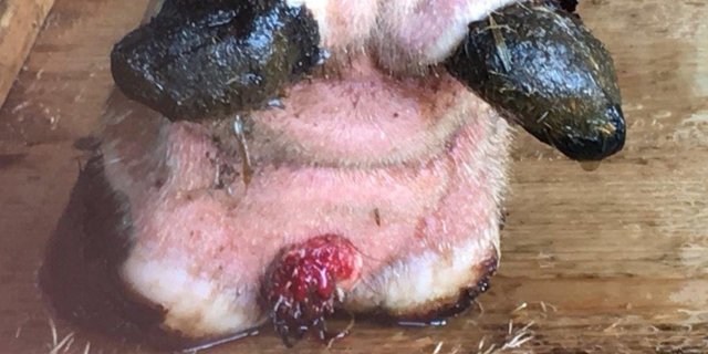 Mortellaro lässt sich mit Klauenbad schlecht heilen. Bild: UFA