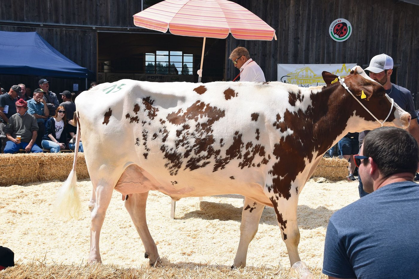 Sie wurde von der Familie Thiévent verkauft: Die genetisch hornlose Chaux-Red Rebar Rhodes galt 6000 Franken.