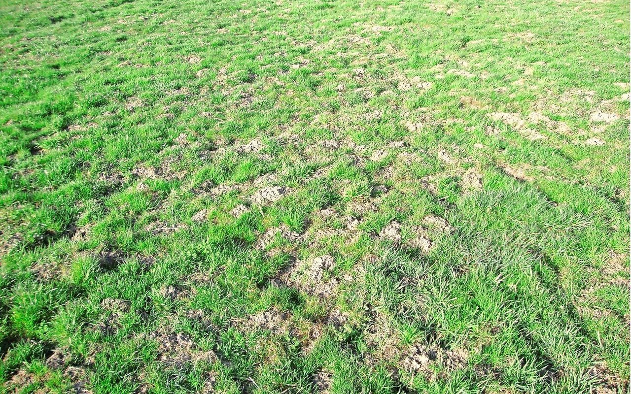 Die Maushügel der Wühlmaus sind flach und ihre Öffnung geschlossen. Auf dem Speiseplan der Maus stehen saftige Pflanzenwurzeln. An einem Tag vertilgt sie eine Menge, die ihrem eigenen Körpergewicht entspricht. 