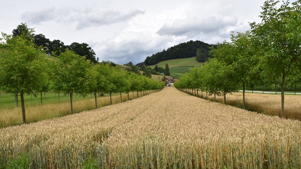 Agroforst funktioniert auch in Kombination mit Ackerbau. Hier sollte beachtet werden, dass der Ackerstreifen 24 bis 26 m breit ist. (Bild Mareike Jäger)