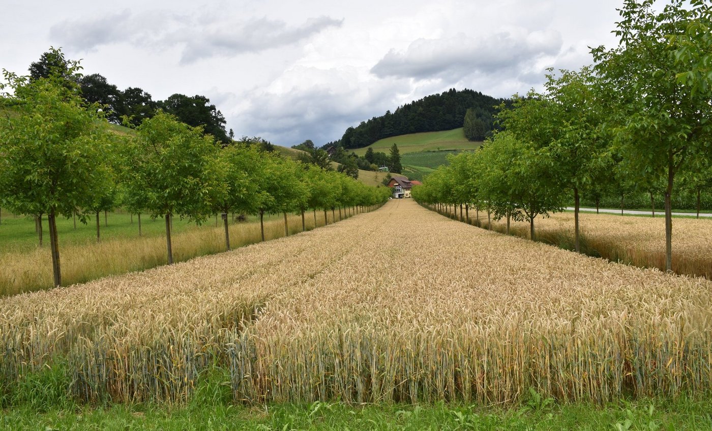 Agroforst funktioniert auch in Kombination mit Ackerbau. Hier sollte beachtet werden, dass der Ackerstreifen 24 bis 26 m breit ist. (Bild Mareike Jäger)