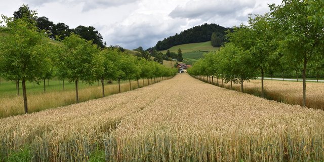 Agroforst funktioniert auch in Kombination mit Ackerbau. Hier sollte beachtet werden, dass der Ackerstreifen 24 bis 26 m breit ist. (Bild Mareike Jäger)
