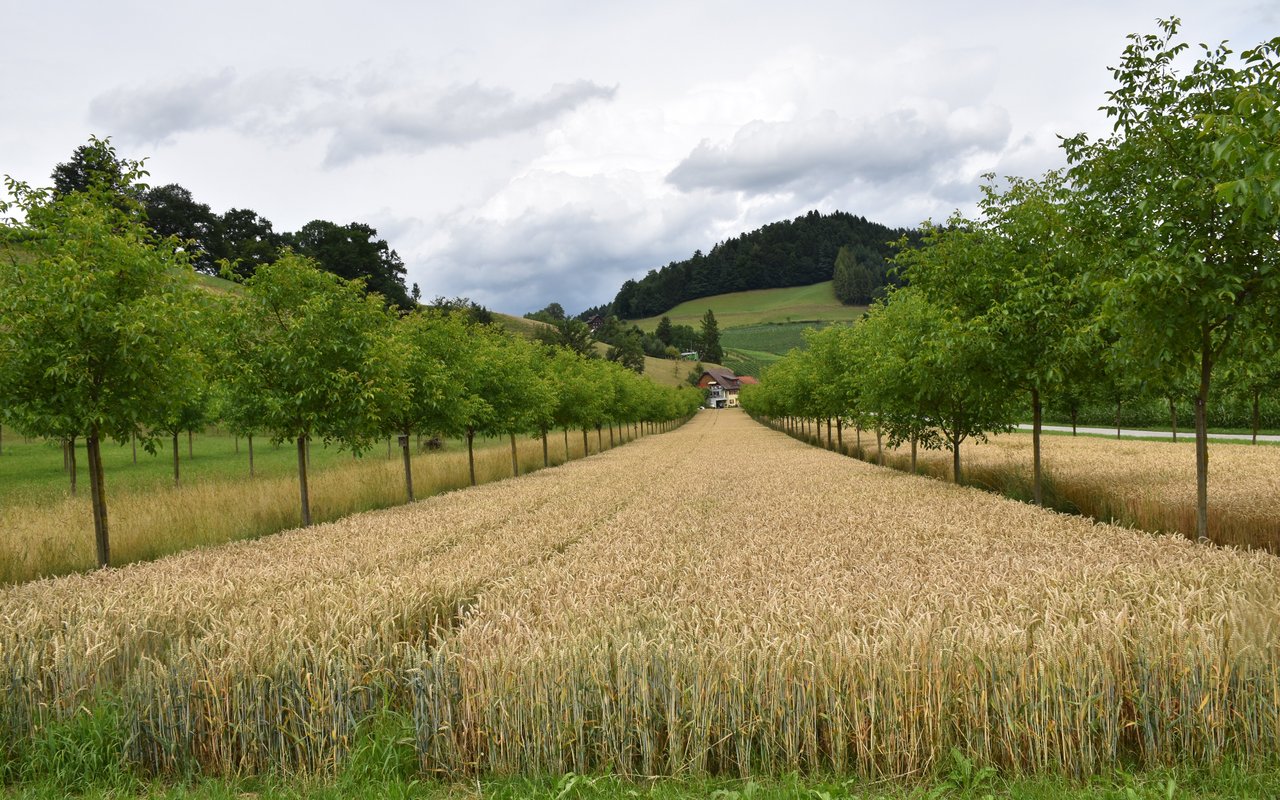 Agroforst funktioniert auch in Kombination mit Ackerbau. Hier sollte beachtet werden, dass der Ackerstreifen 24 bis 26 m breit ist. (Bild Mareike Jäger)