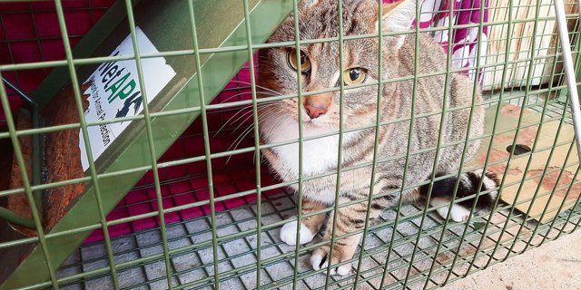 Katzen sind möglichst früh zu kastrieren, um eine unliebsame Vermehrung zu vermeiden. 