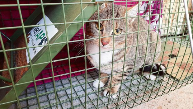 Katzen sind möglichst früh zu kastrieren, um eine unliebsame Vermehrung zu vermeiden. 