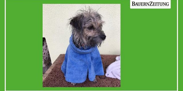 Nass vom Spaziergang wartet Gwen im Bademantel darauf, getrocknet zu werden. Am liebsten mit Föhn. (Bild jsc)