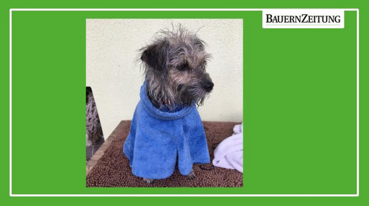 Ausprobiert Hilft Föhnen gegen müffelnden Hund? bauernzeitung.ch