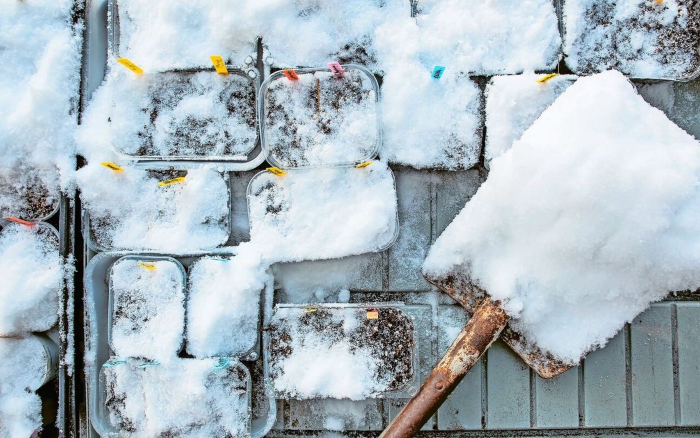 Auch bei Schnee kann man säen, wenn auch nicht alle Pflanzen. Doch eine ganze Reihe von Gewächsen profitiert vom Kaltanbau.