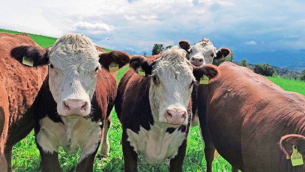 Die bedarfsgerechte Produktion sei eine der grössten Herausforderungen der IG Bio Weide-Beef, berichtet das FiBL.