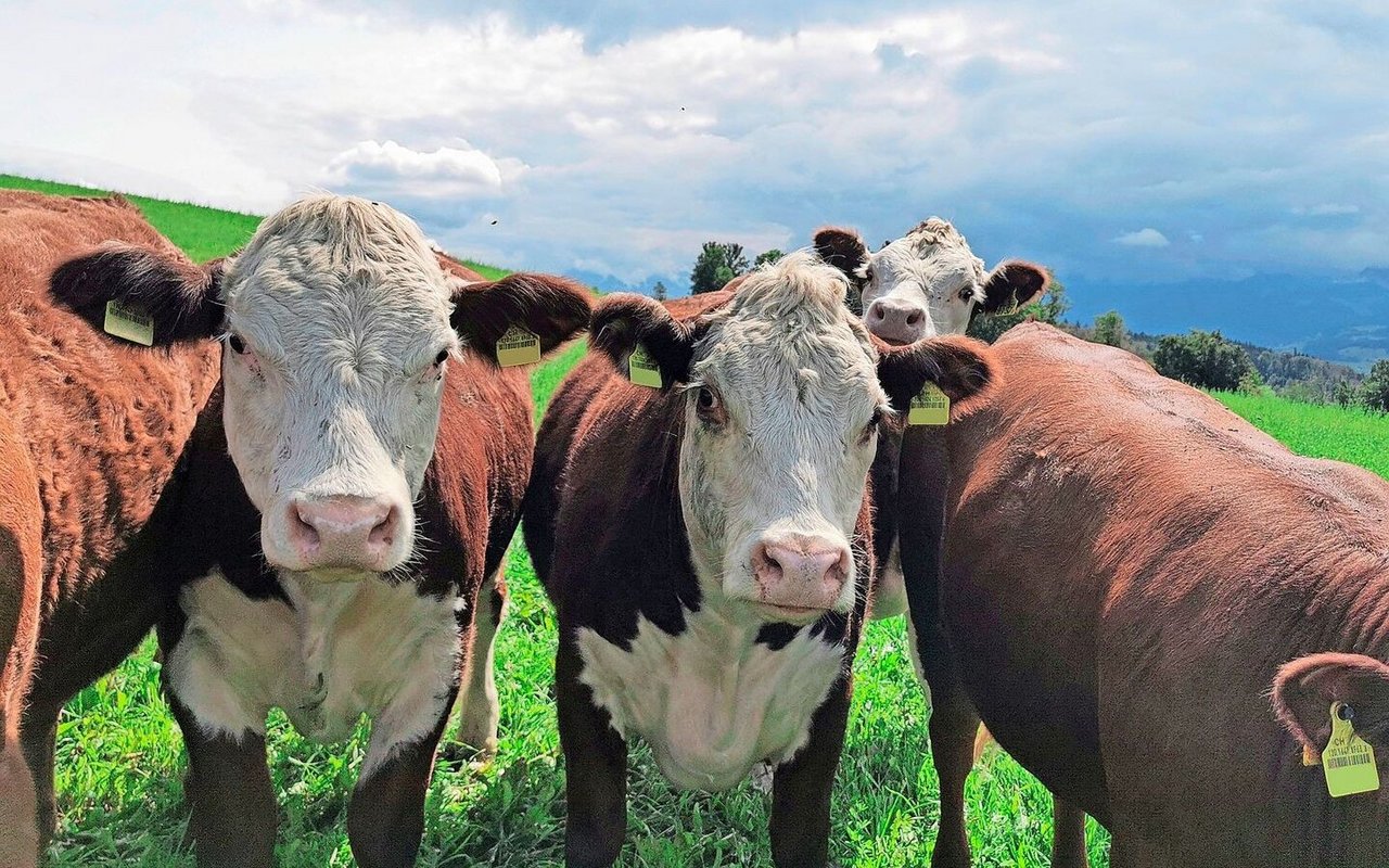 Die bedarfsgerechte Produktion sei eine der grössten Herausforderungen der IG Bio Weide-Beef, berichtet das FiBL.