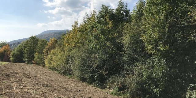 Der neue Verein wird mit einem Heckentag die Biodiversität fördern. (Bild lid/jr)