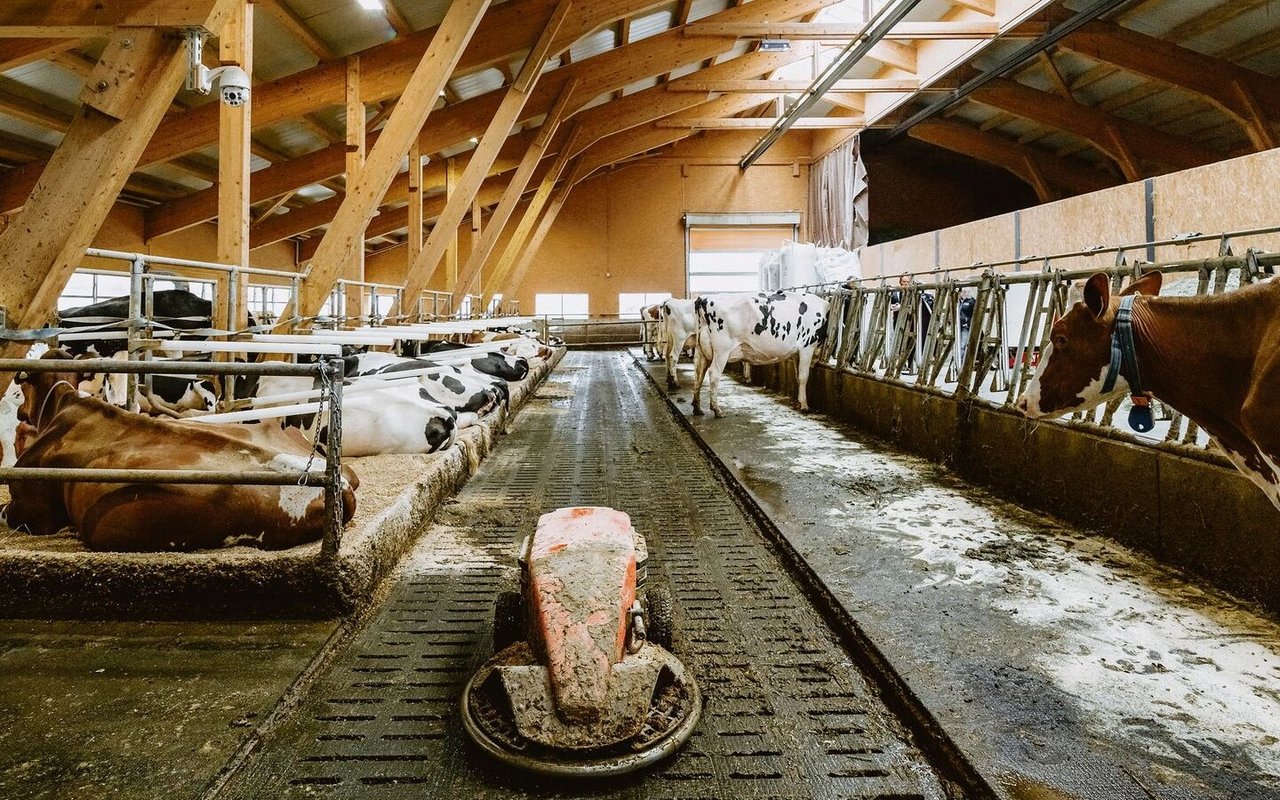 Der Roboter unterwegs im stets sauberen Stallgang. «Ein wichtiges Gerät», sagt Alex Gobeli.