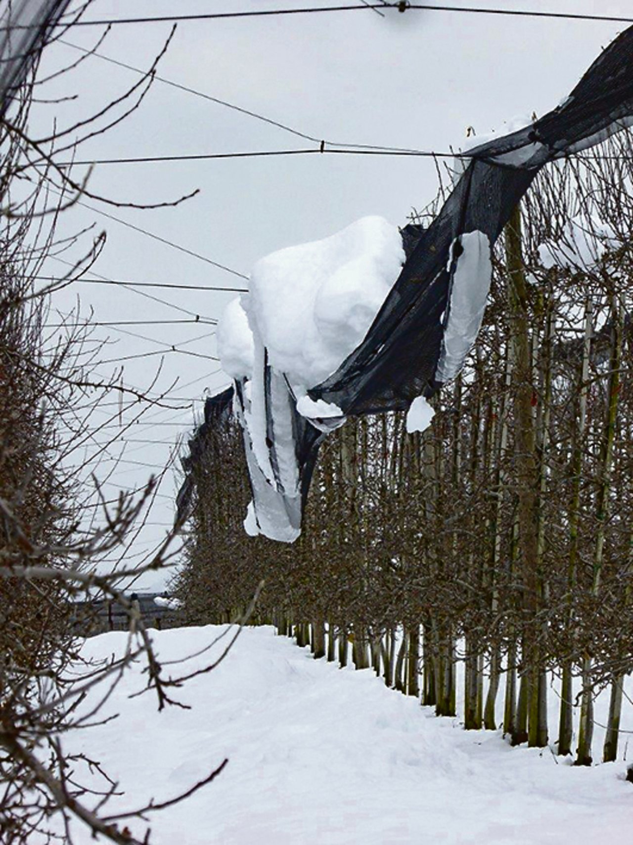 Werden Hagelnetze nicht akkurat verschnürt, kann sich der Schnee ansammeln und sogenannte «Säcke» bilden.(Bild Hagen Thoss)