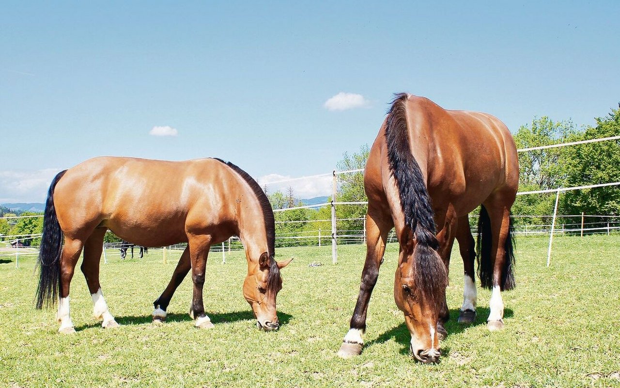 Viele Pferdebesitzer(innen) versprechen sich von CBD-Produkten für ihr Tier eine stressreduzierende Wirkung.