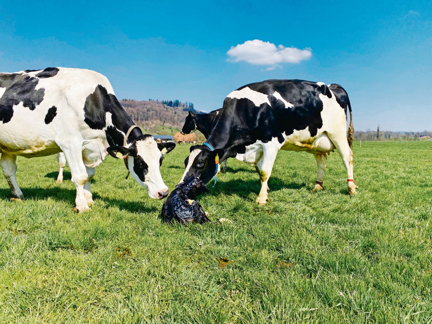 Wer wünscht sich nicht ein gesundes, lebendes Kalb von seiner Kuh oder seines Rindes?