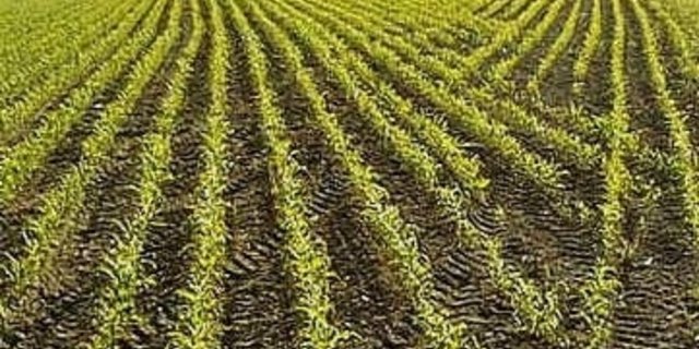 In Frankreich geht die Maisfläche zurück. (Bild: Walter J. Pilsak, Waldsassen)