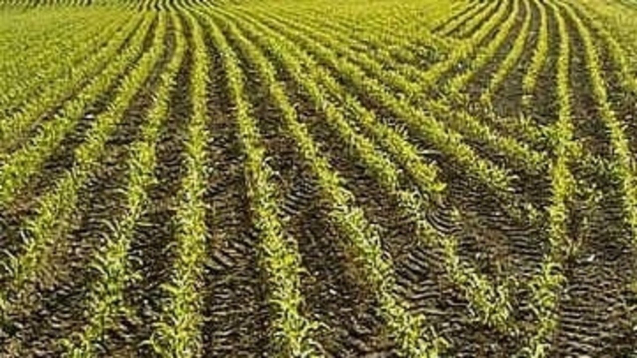 In Frankreich geht die Maisfläche zurück. (Bild: Walter J. Pilsak, Waldsassen)