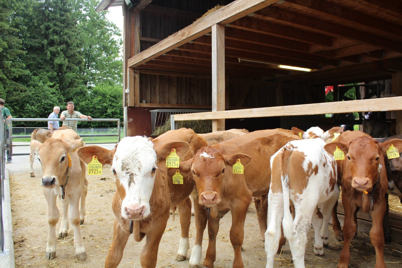 Die Tränker beäugen die Besucher des Beef-Tags neugierig. Bild Trudi Krieg