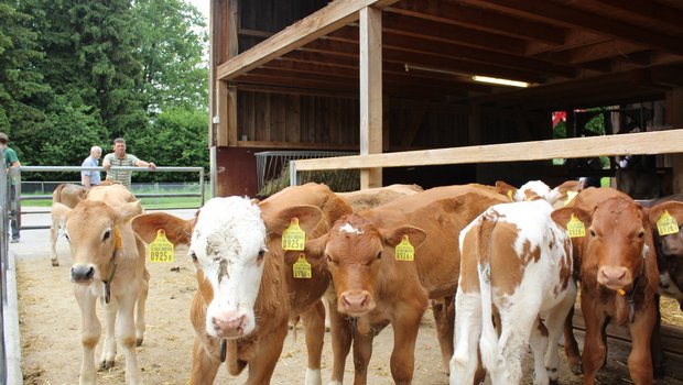 Die Tränker beäugen die Besucher des Beef-Tags neugierig. Bild Trudi Krieg