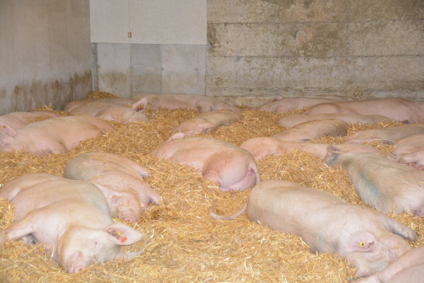 In Grossgruppen können Sauen einander aufgrund der grösseren Grundfläche einfacher ausweichen. (Bild BauZ)