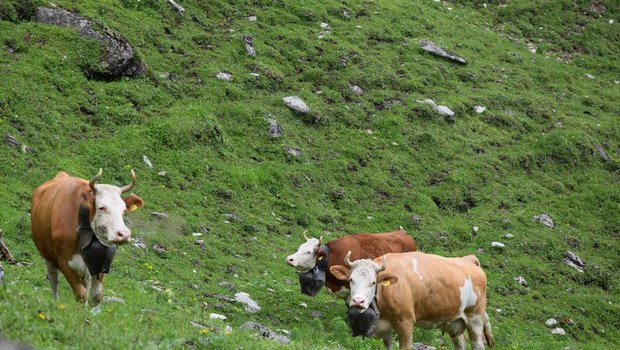 Die typische Schweizer Kuh heisst Bella. (Bild BauZ)