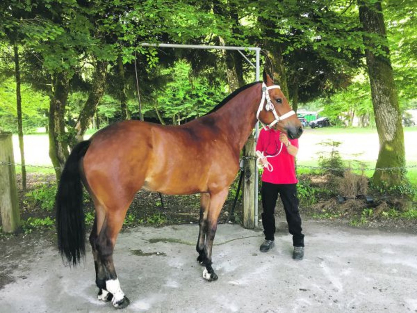 Mili BW ist zu gross für die Freibergerzucht. Am Feldtest schreibt man der Stute daher im Typ die Note 2, was so viel wie schlecht bedeutet. Braucht es die Einschränkung der Zucht? (Bild zVg)