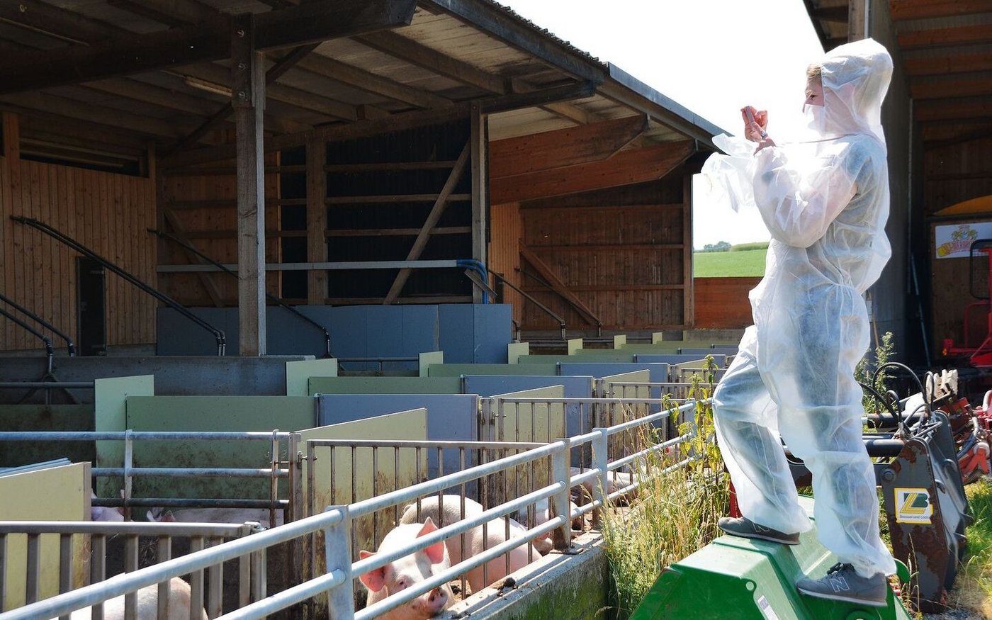 Auslauf für die Mastschweine und Stroh im Liegebereich innen: Die Deutsche Agrarjournalistin Wiebke Herrmann auf Reportage in der Schweiz.