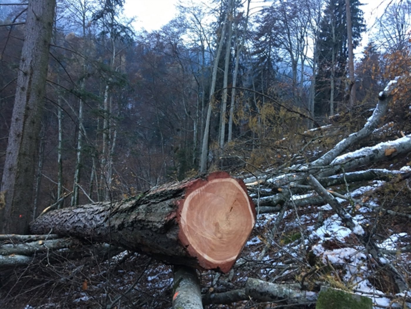 Der Unfall passierte in diesem Waldstück. (Bild Kapo GR)