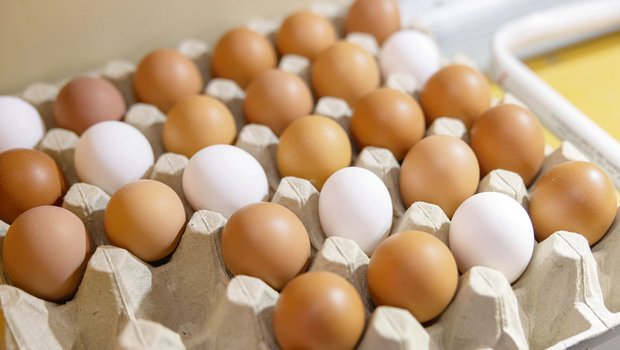 Die Branche verzeichnet einen markant höheren Eierkonsum. In der Branche geht was, aber sie steht bezüglich Futtermittel-Herkunft und Antibiotika-Einsatz auch im Rampenlich.(Bild Gian Vaitl)