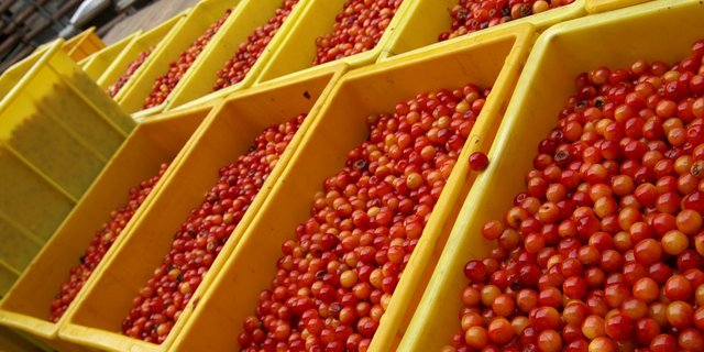 Obstbauern rechnen mit einer schwierigen Vermarktung der Konservenkirschen-Ernte. (Bild lid)