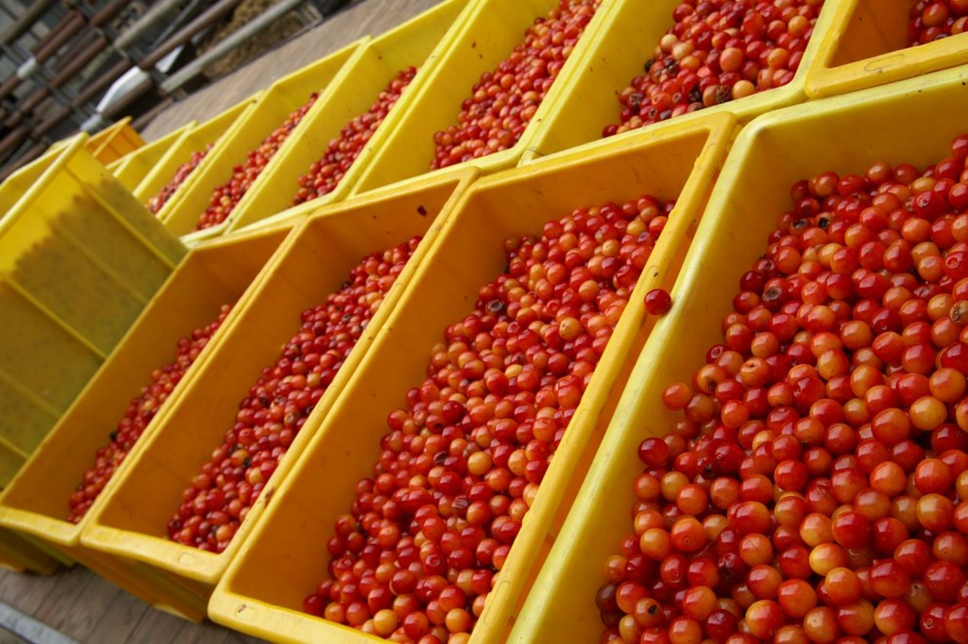 Obstbauern rechnen mit einer schwierigen Vermarktung der Konservenkirschen-Ernte. (Bild lid)