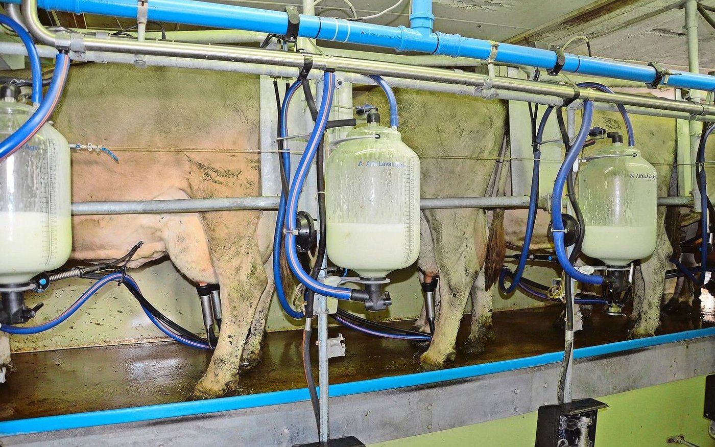 Streuströme im Melkstand können  zu Ungeduld beim Melken oder vermehrtem Abschlagen des Melkzeugs führen.  