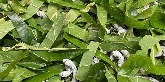 Dass ein Seidenschal tierischer Herkunft ist, scheint nicht offensichtlich. Doch der Maulbeerspinner hat noch mehr drauf. (Bild Sera J. Hostettler)