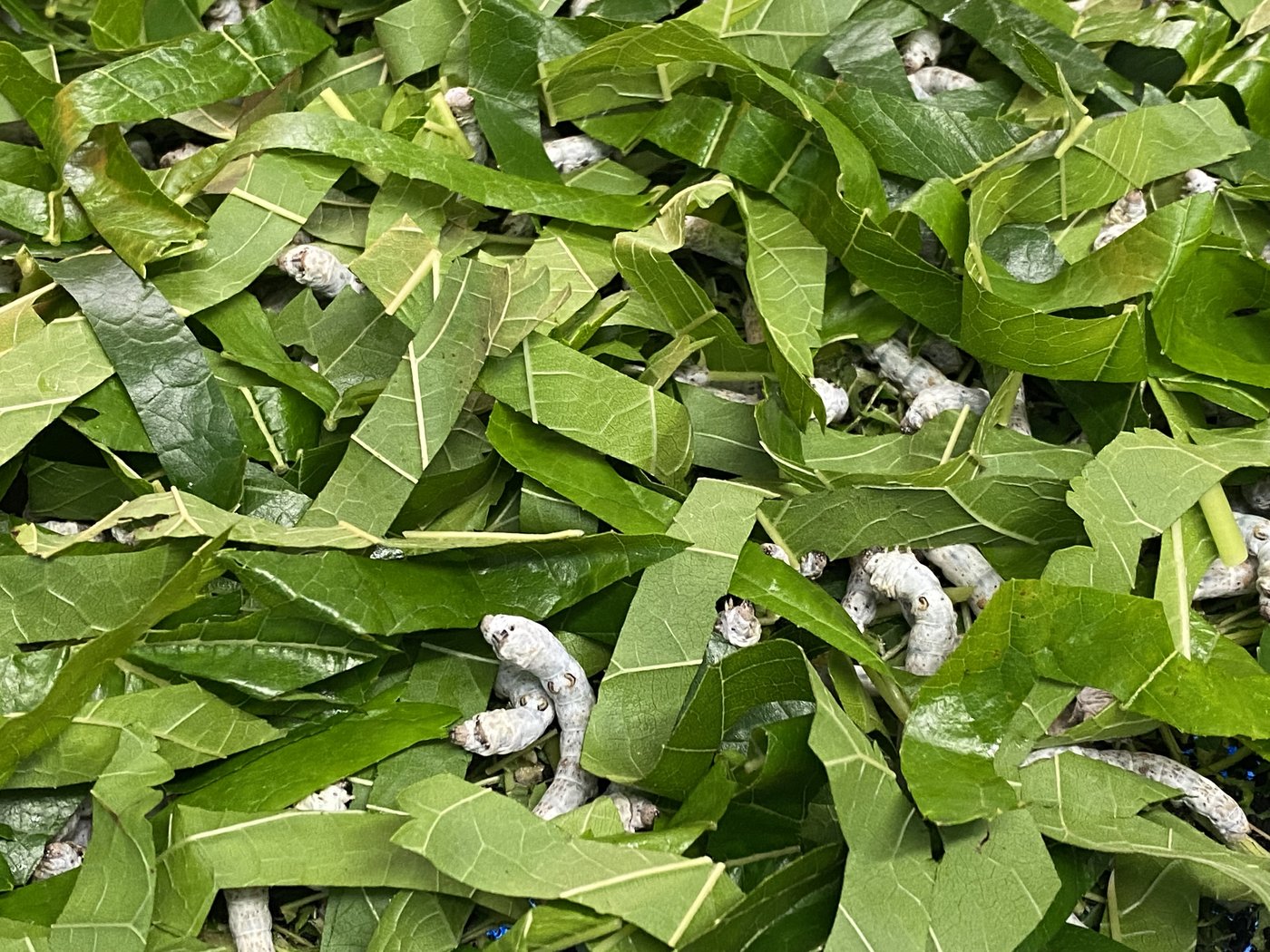 Dass ein Seidenschal tierischer Herkunft ist, scheint nicht offensichtlich. Doch der Maulbeerspinner hat noch mehr drauf. (Bild Sera J. Hostettler)