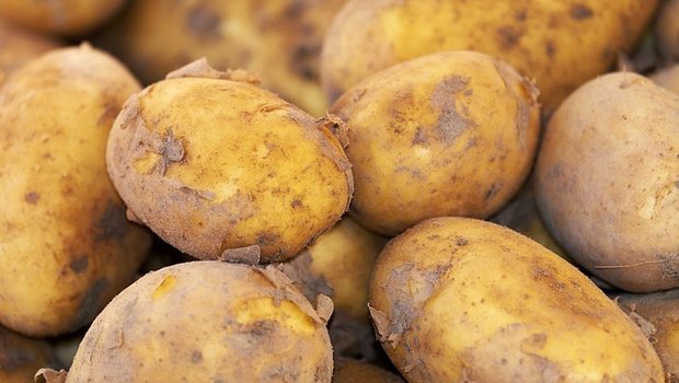 Das Wachstum der Kartoffeln wurde durch das schlechte Wetter verzögert. (Bild Pixabay)