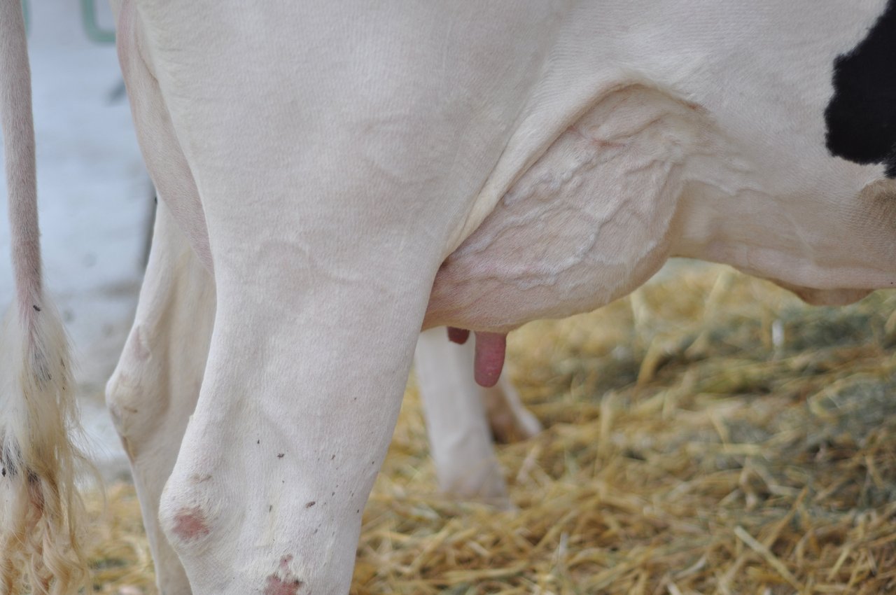 Eine Euterentzündung (Mastitis) ist schmerzhaft für die Kuh. (Bilder Ange Jimenez/landwirtschaft.ch)