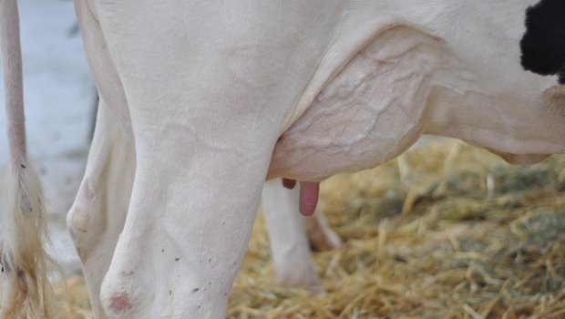 Eine Euterentzündung (Mastitis) ist schmerzhaft für die Kuh. (Bilder Ange Jimenez/landwirtschaft.ch)