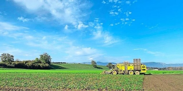 Der Neuaustrieb der Zuckerrüben kostet zwischen 1 und 2 % des Zuckergehalts.