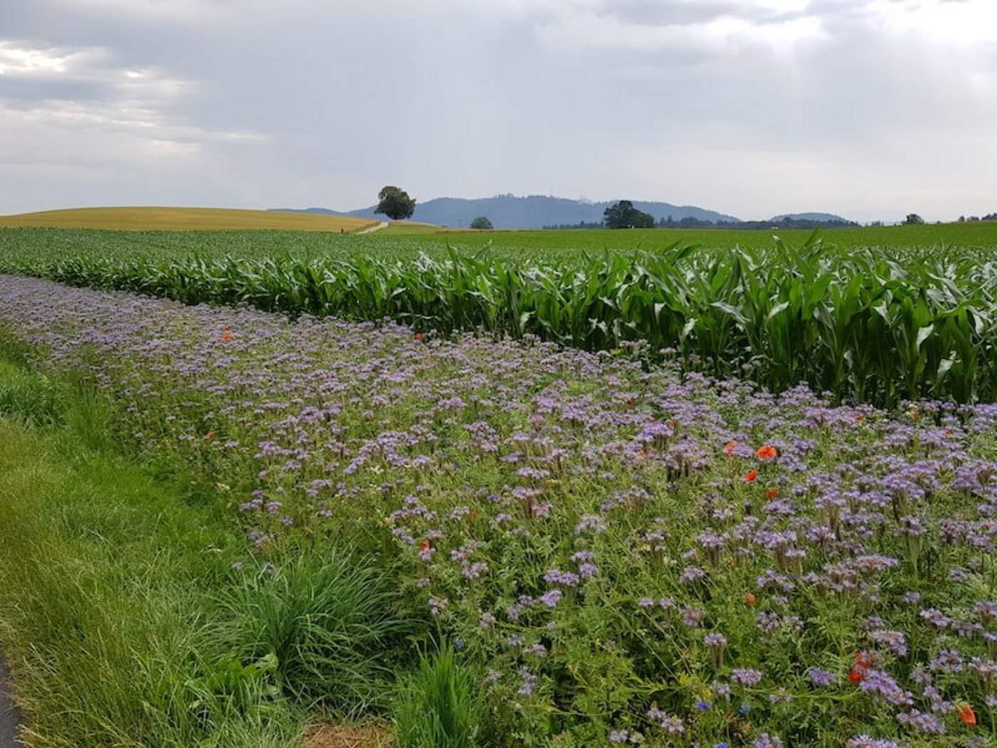 ...mit den Bedürfnissen der Natur in Einklang gebracht werden können.