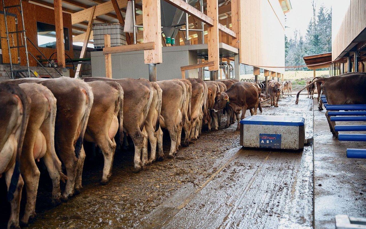 Entmistungsroboter, geneigte Laufflächen und Harnsammelrinne senken beim Betrieb Zimmermann die Ammoniakbelastung. 