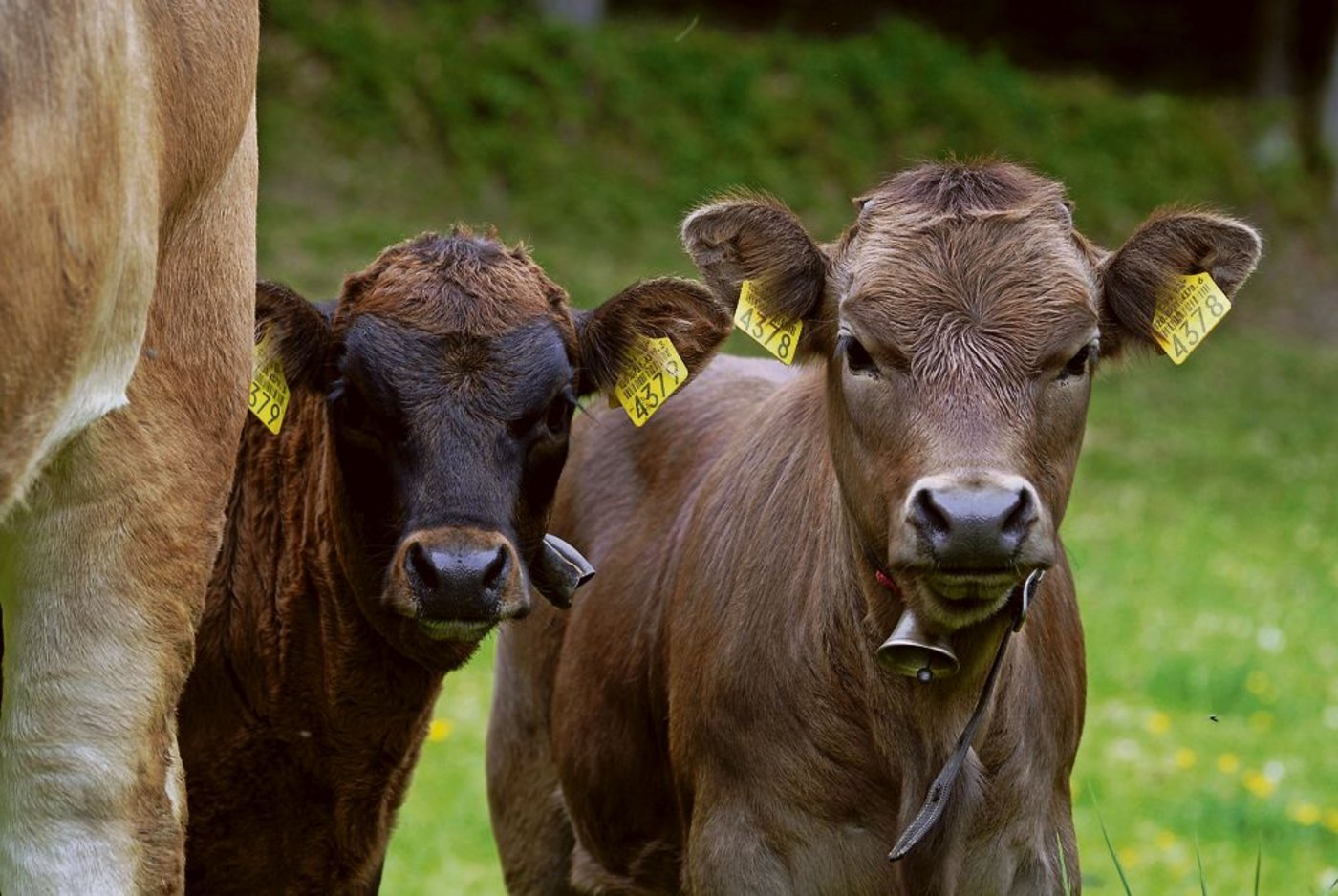 Die Anhebung von 0,8 auf 1,0 GVE der Mutterkuh ist für Mutterkuhalpen nicht ganz unproblematisch. Denn bei gleichbleibender Anzahl der Mutterkühe kann es neu in der Kontrollrechnung zu einer Überbestossung kommen. (Bild: BauZ)