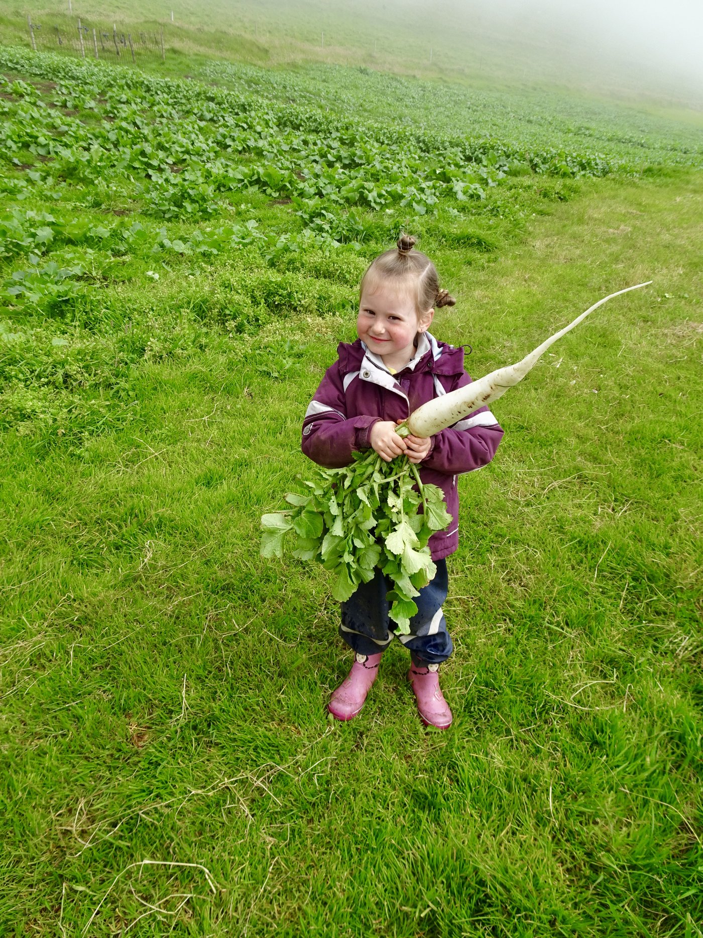 Die Färöer-Insel Stóra Dímun: Nur wenige Gemüsesorten gedeihen in diesem rauen Klima, zum Beispiel Rüben.