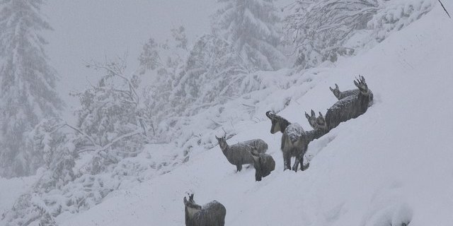 Die Gemsen im Graubünden sollen mit Heu gefüttert werden. (Bild Pixabay)