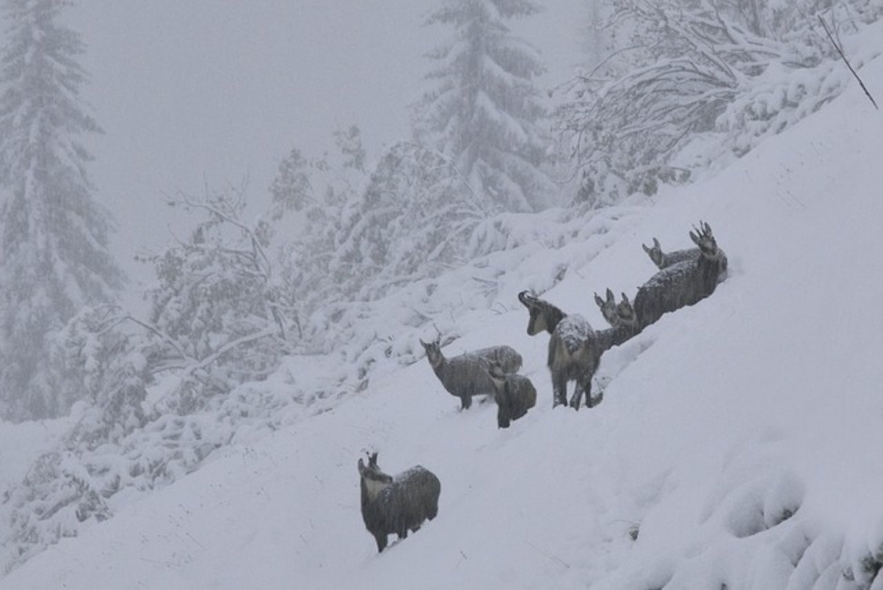 Die Gemsen im Graubünden sollen mit Heu gefüttert werden. (Bild Pixabay)